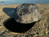 Silversmith Hat